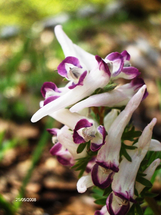 Corydalis cava e C. solida