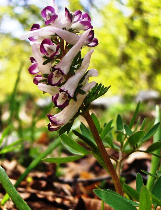 Corydalis cava e C. solida