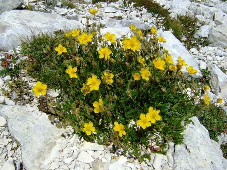 Helianthemum nummularium subsp. grandiflorum / Eliantemo a fiori grandi