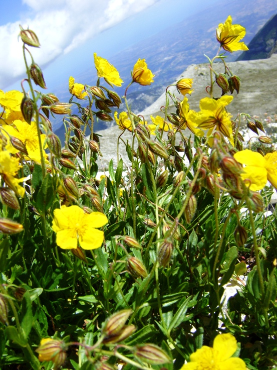 Helianthemum nummularium subsp. grandiflorum / Eliantemo a fiori grandi