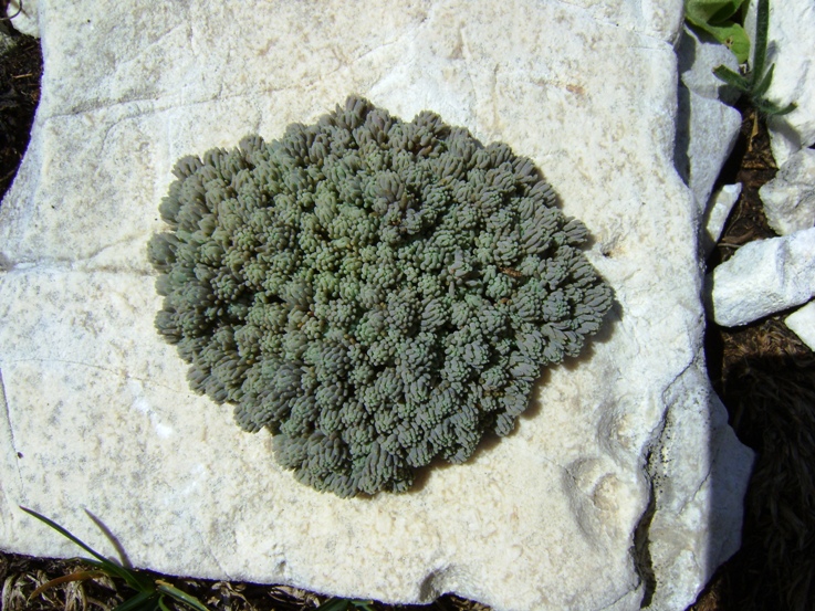 pietra verde: Sedum sp.