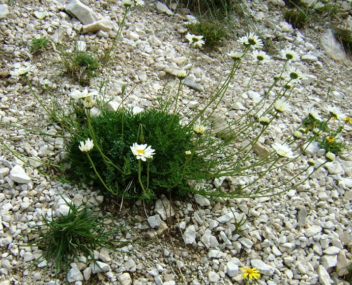 Anthemis cretica ssp. petraea