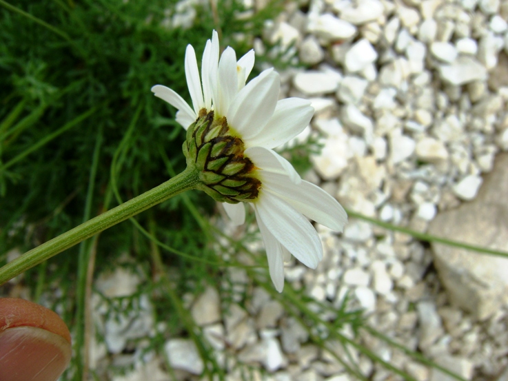 Anthemis cretica ssp. petraea