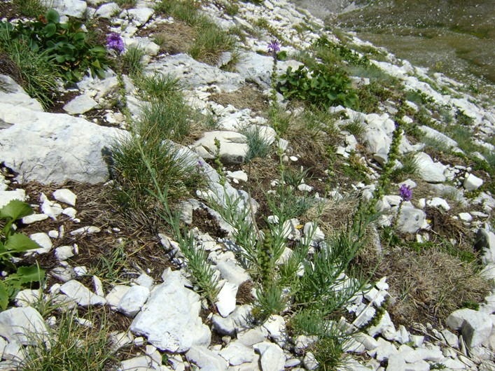 Lythrum salicaria? no, Linaria purpurea