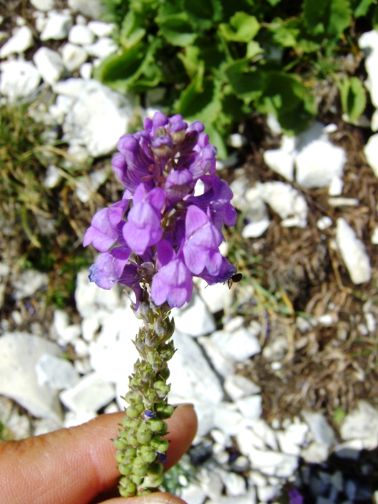 Lythrum salicaria? no, Linaria purpurea