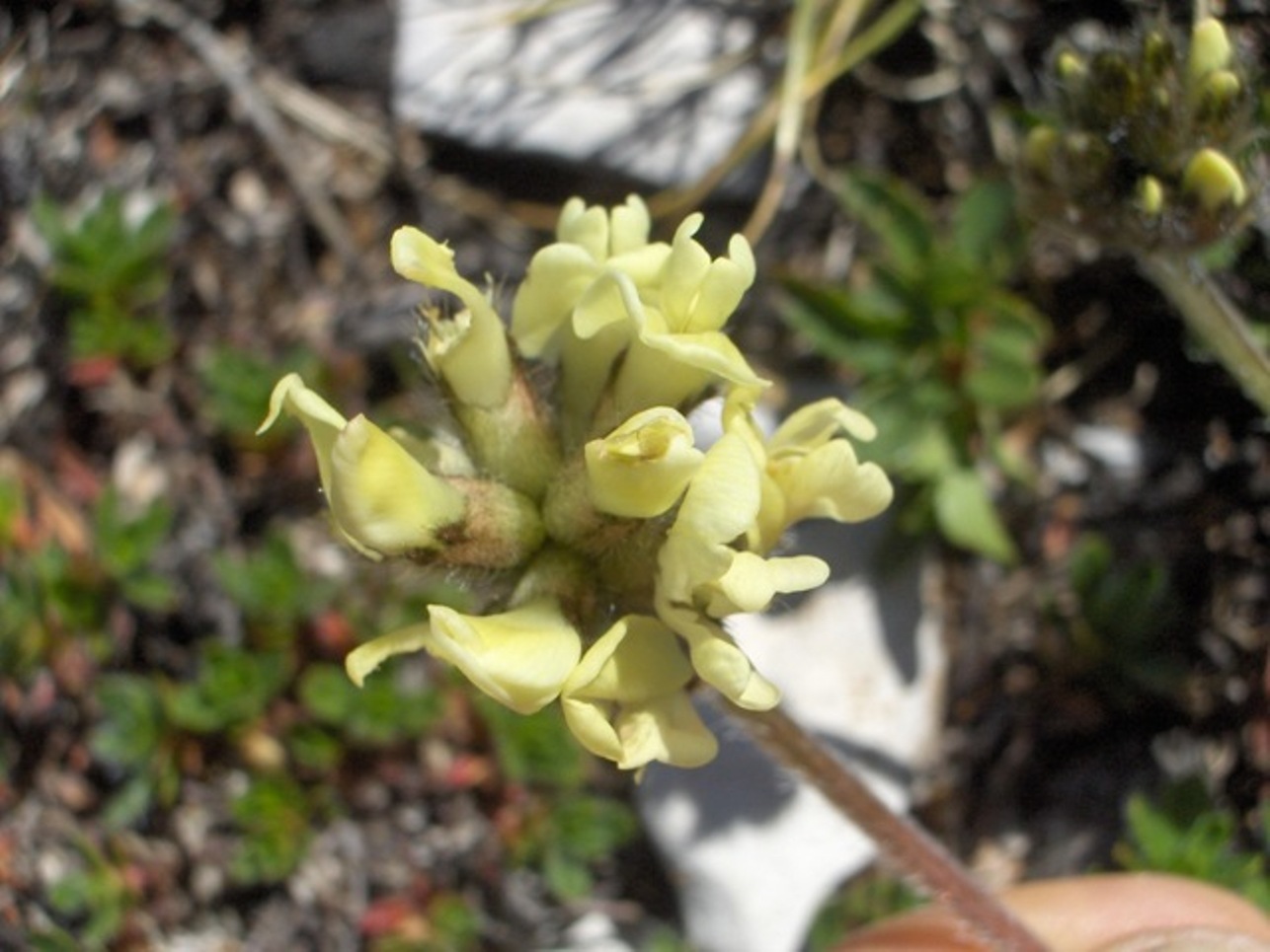 Oxytropis campestris