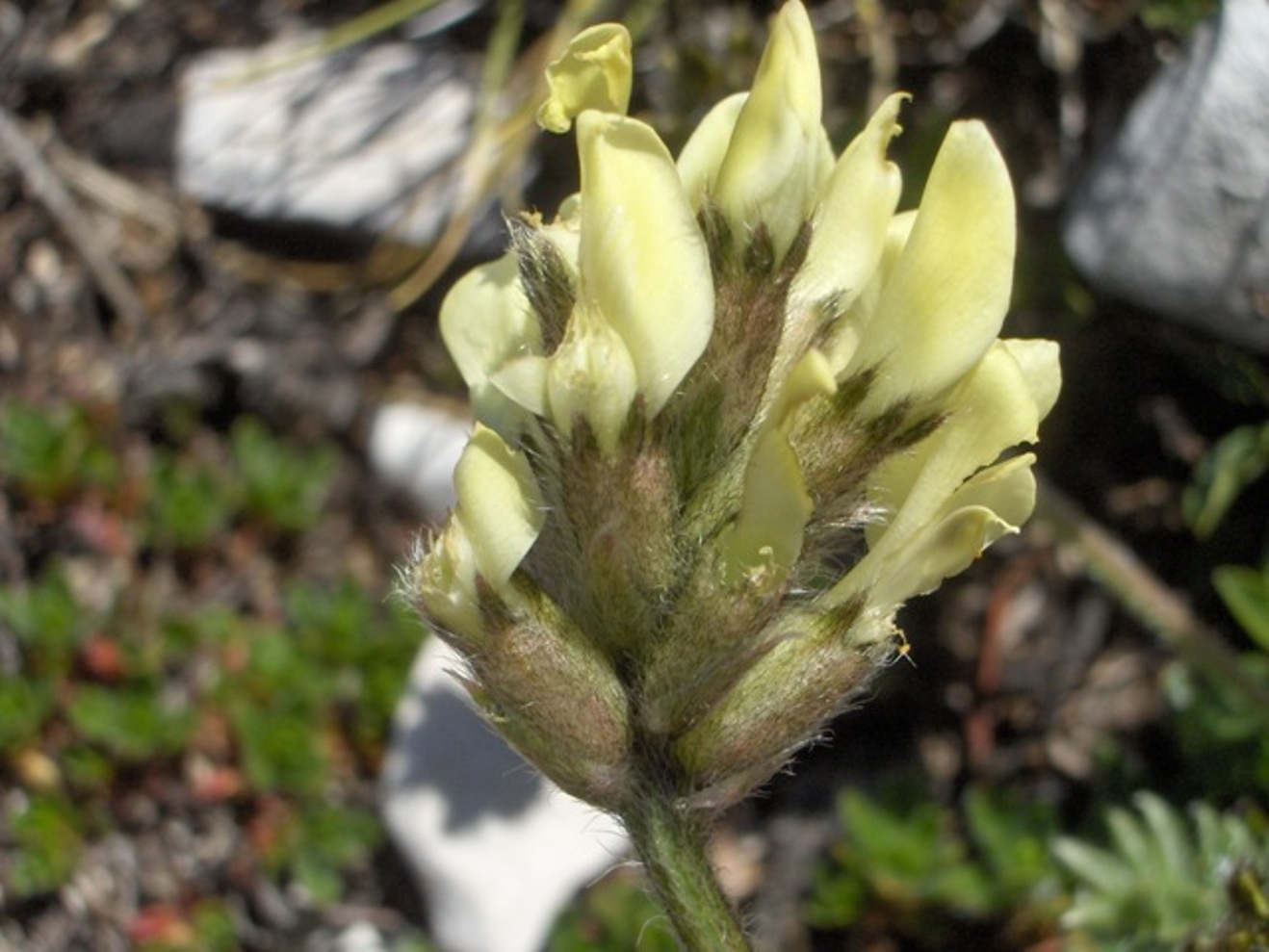 Oxytropis campestris