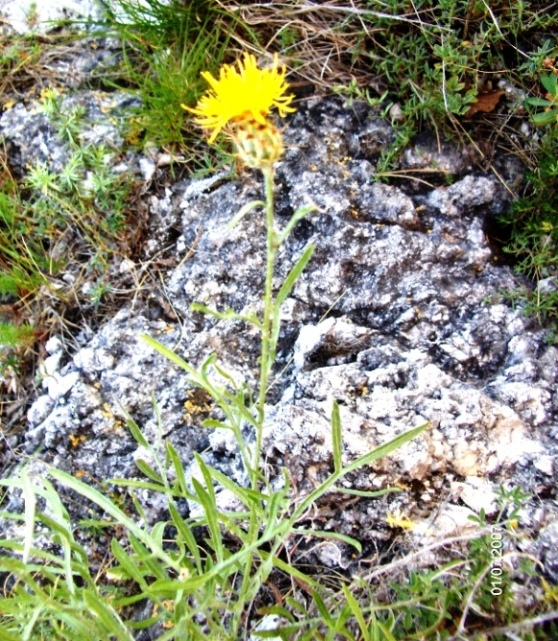 Centaurea ceratophylla / Fiordaliso a foglie cornee