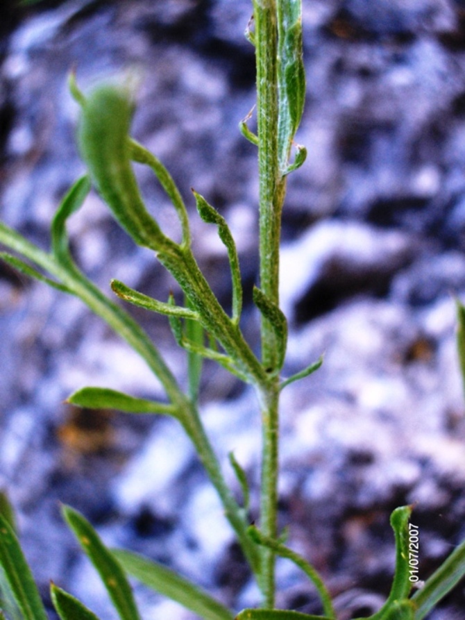 Centaurea ceratophylla / Fiordaliso a foglie cornee