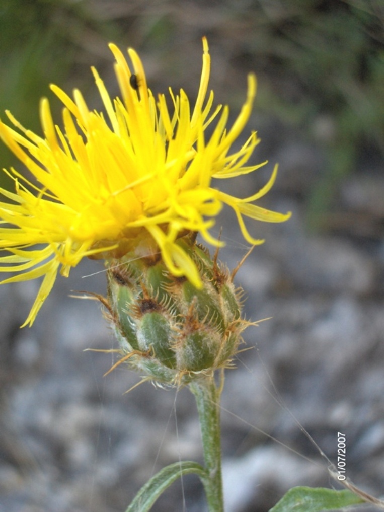 Centaurea ceratophylla / Fiordaliso a foglie cornee