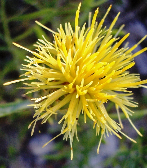 Centaurea ceratophylla / Fiordaliso a foglie cornee