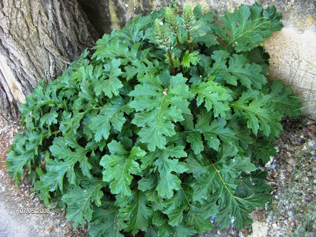 Acanthus mollis / Acanto comune