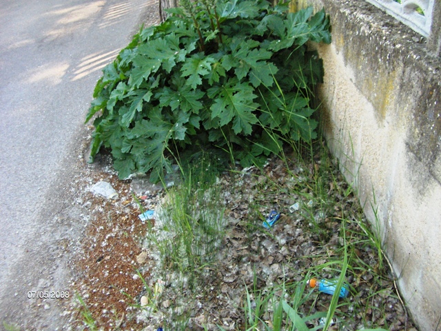 Acanthus mollis / Acanto comune