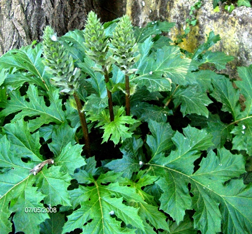 Acanthus mollis / Acanto comune