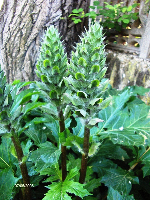 Acanthus mollis / Acanto comune