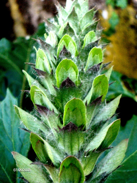 Acanthus mollis / Acanto comune