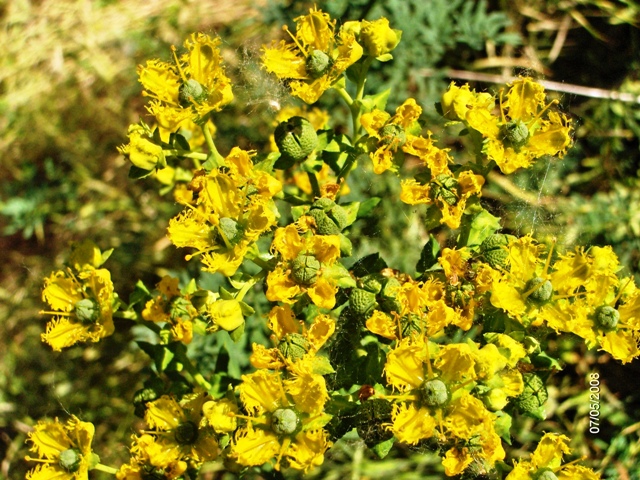 Ruta chalepensis / Ruta frangiata