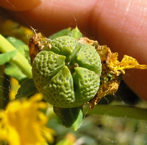 Ruta chalepensis / Ruta frangiata