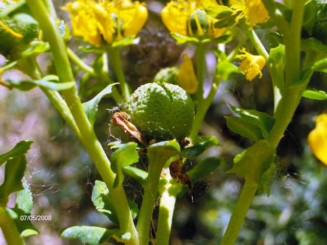 Ruta chalepensis / Ruta frangiata