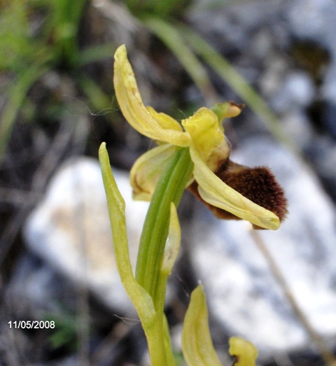 Ophris sphegodes o ibrido?