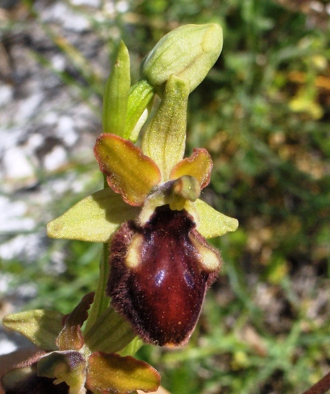 Ophris sphegodes o ibrido?