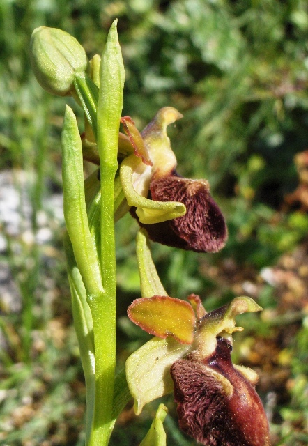 Ophris sphegodes o ibrido?