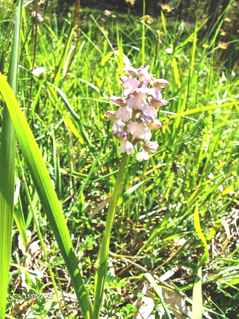 Orchis morio bianca