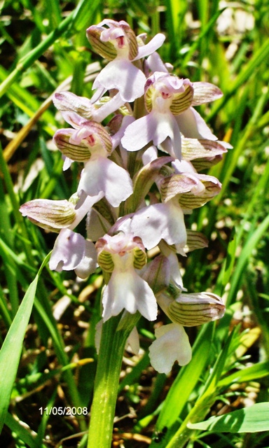 Orchis morio bianca