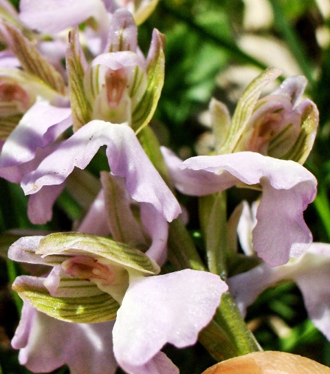 Orchis morio bianca