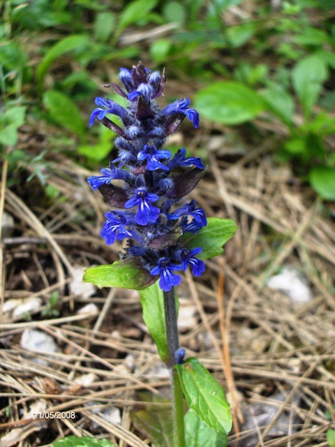 Ajuga reptans / Iva comune, Erba di S.Lorenzo