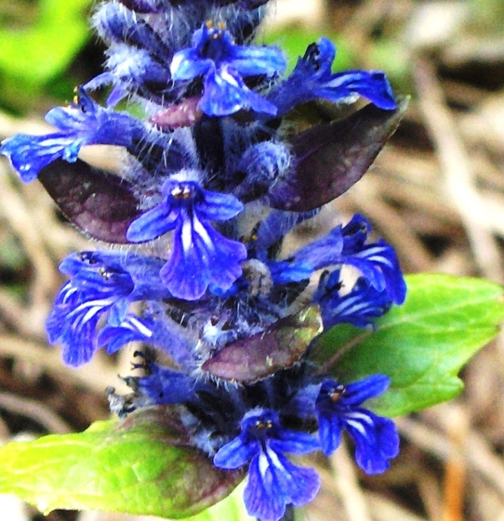 Ajuga reptans / Iva comune, Erba di S.Lorenzo