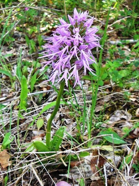 Orchis italica