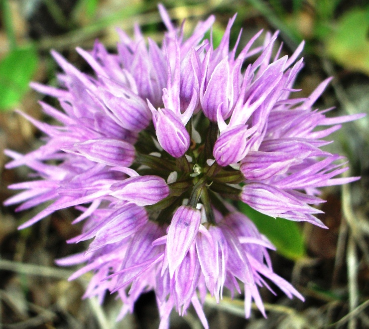 Orchis italica