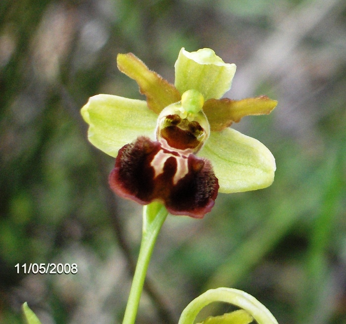 Ophrys majellensis  ??