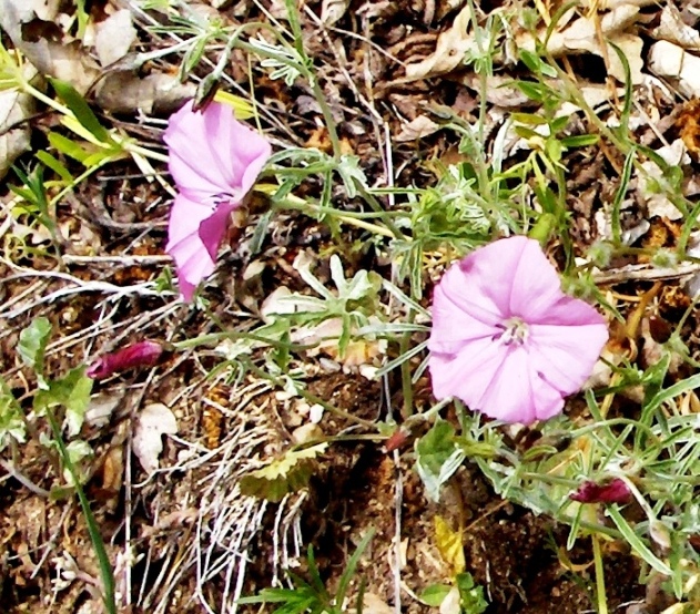 Convolvulus elegantissimus