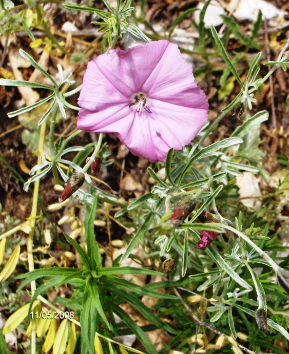 Convolvulus elegantissimus