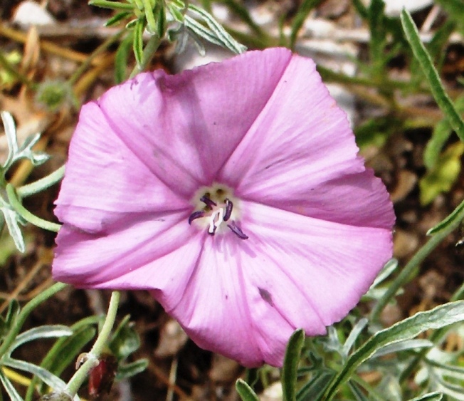 Convolvulus elegantissimus