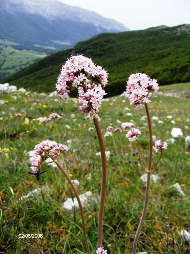 Valeriana tuberosa