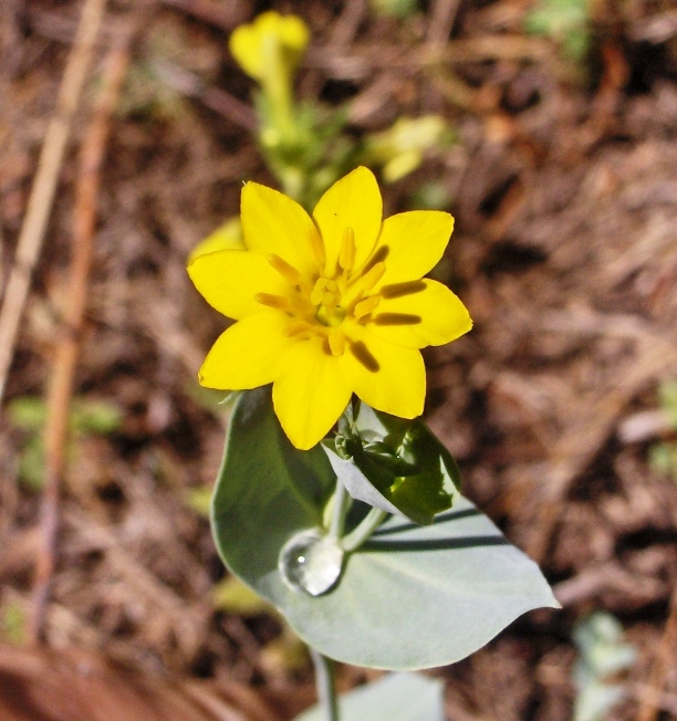 Blackstonia perfoliata / Centauro giallo