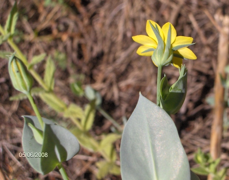 Blackstonia perfoliata / Centauro giallo