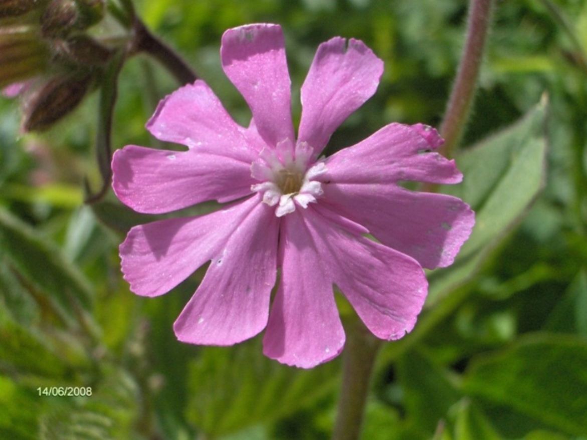 Silene dioica / Silene dioica