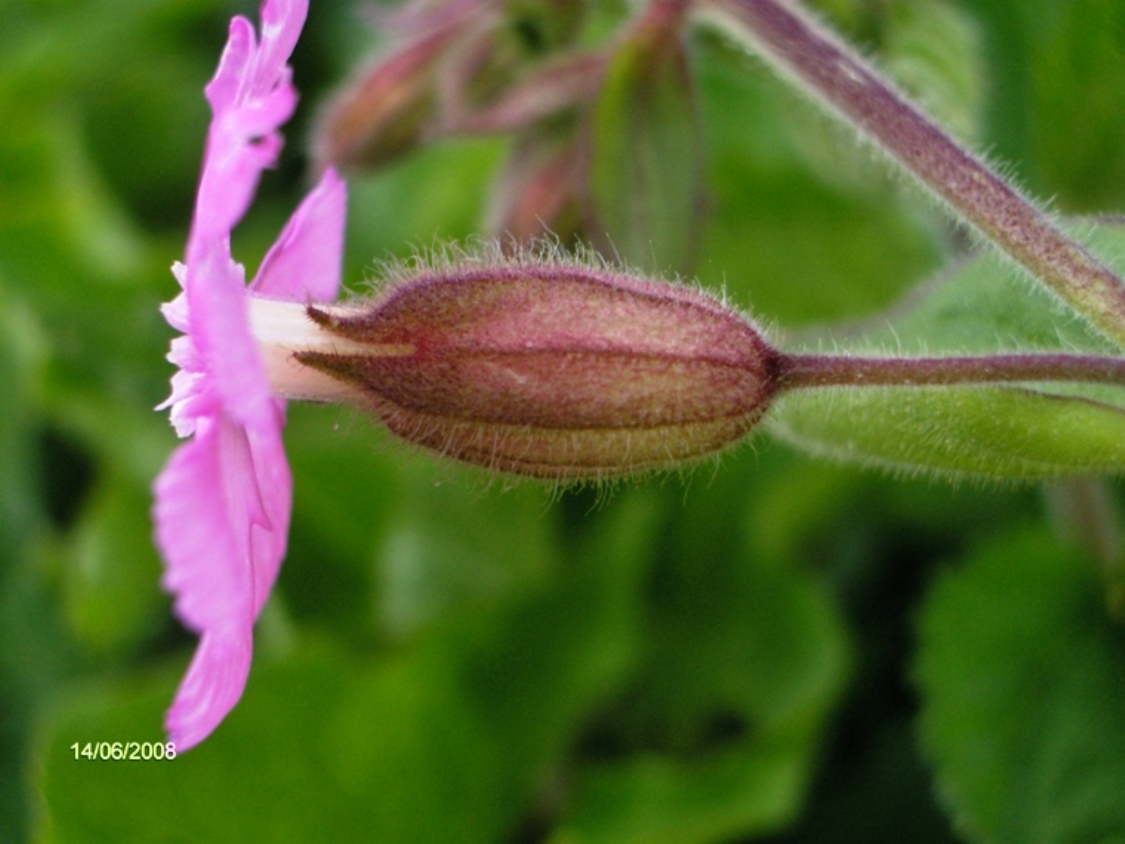 Silene dioica / Silene dioica