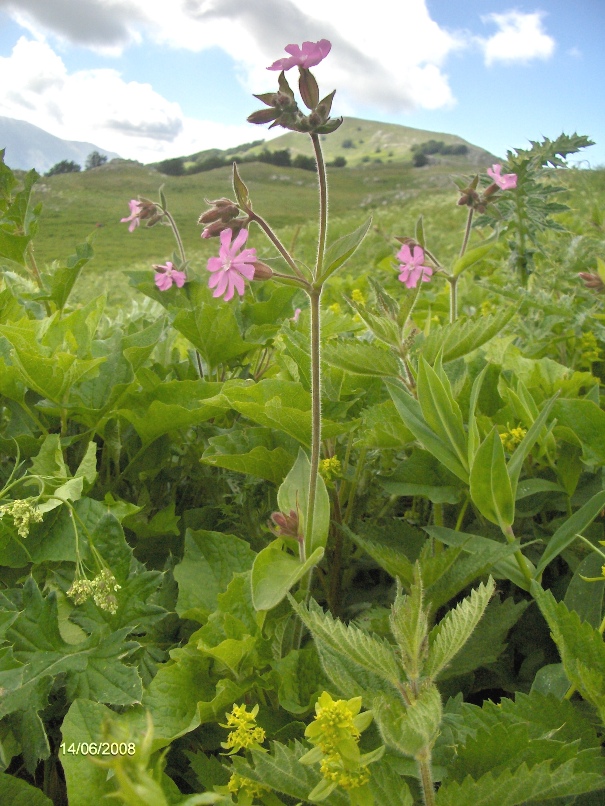 Silene dioica / Silene dioica