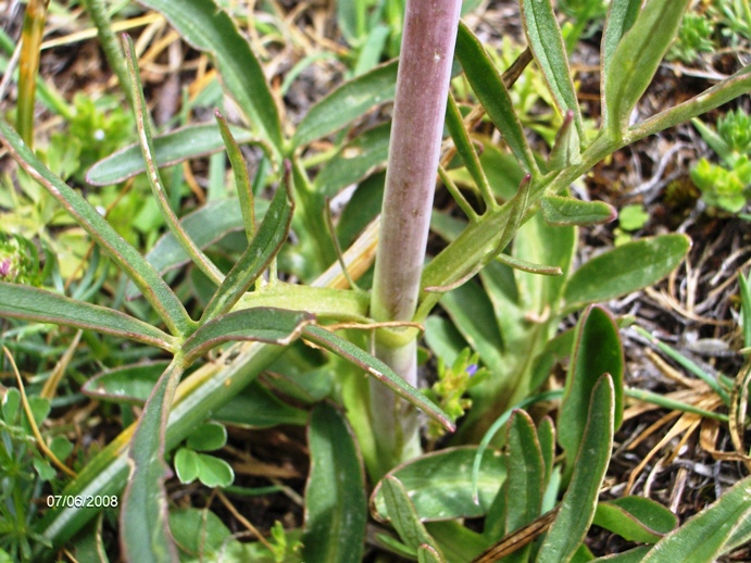 Valeriana tuberosa