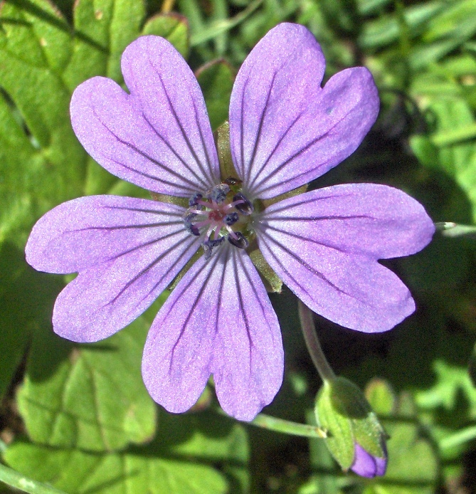 Geranium pyrenaicum / Geranio dei Pirenei