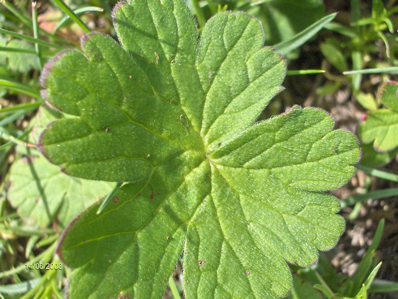 Geranium pyrenaicum / Geranio dei Pirenei