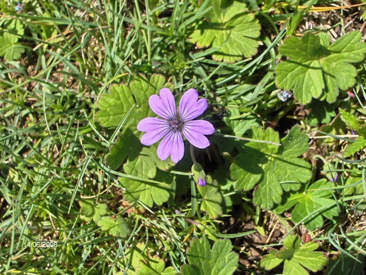 Geranium pyrenaicum / Geranio dei Pirenei