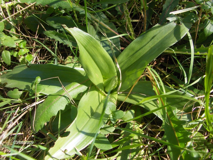 evoluzione di una Orchis purpurea(penso?)