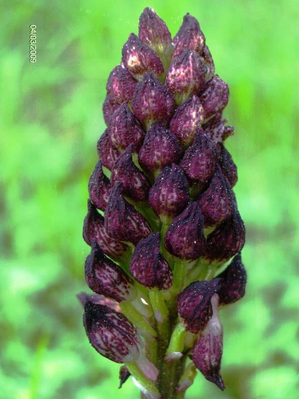 evoluzione di una Orchis purpurea(penso?)