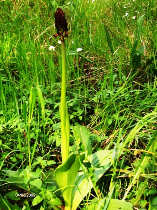 evoluzione di una Orchis purpurea(penso?)